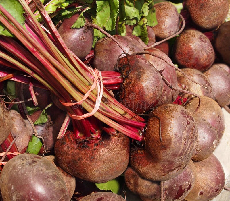 Beet Bunch stock image. Image of nutrition, food, vibrant 26483325