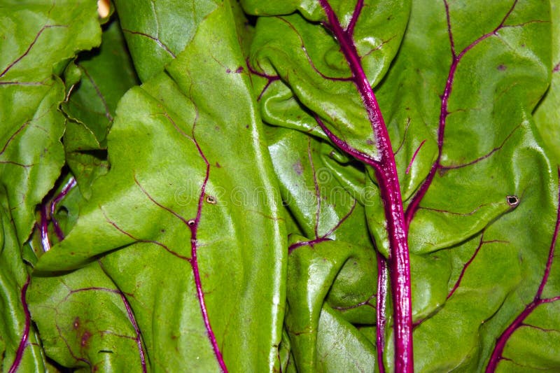 Beet Greens With Single Beet Stock Photo Image of beet, green 15281180