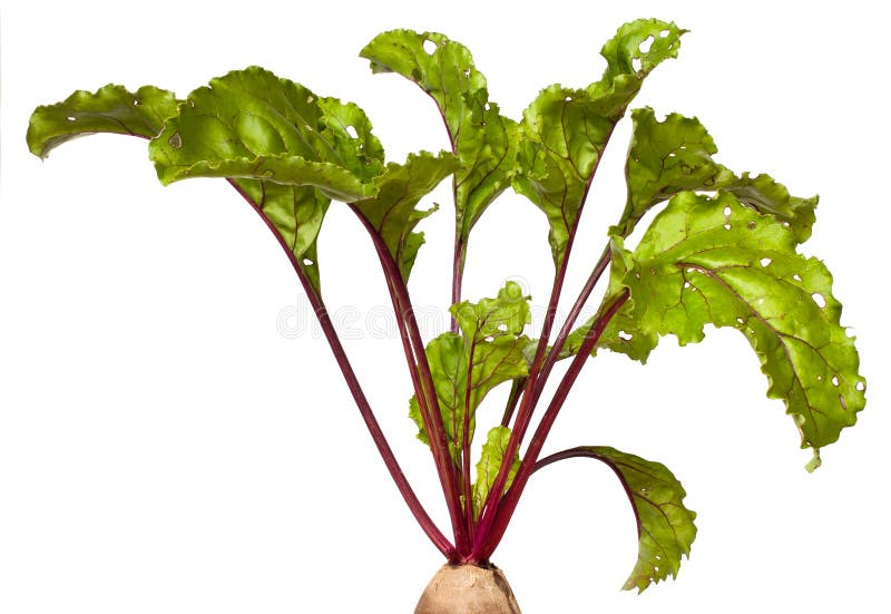 Beet leaves in sunlight stock image. Image of agriculture 43550337