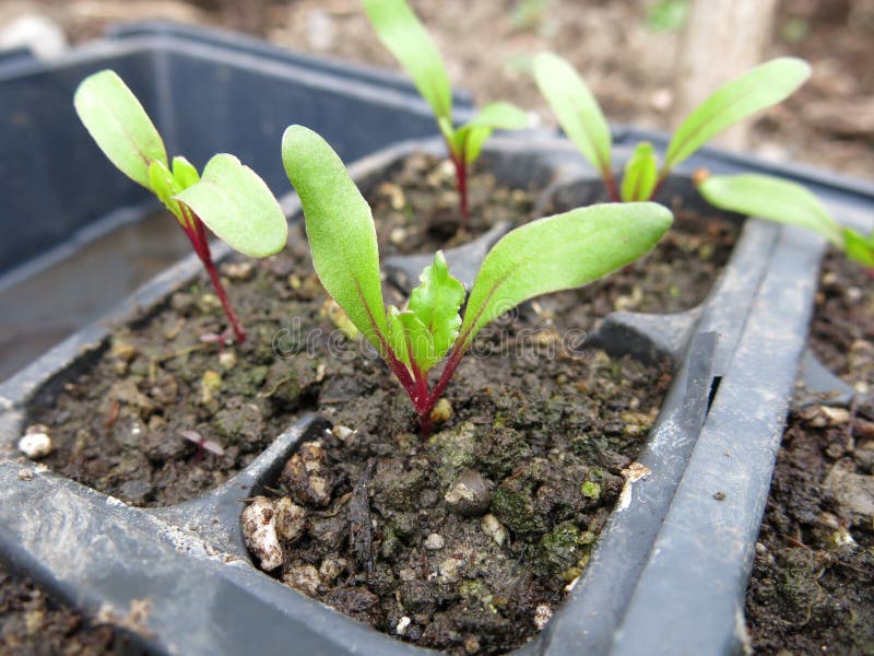 beet seedlings decay at soil line beet seedlings decay at soil line