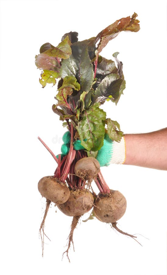 Beet tubers in man s hands