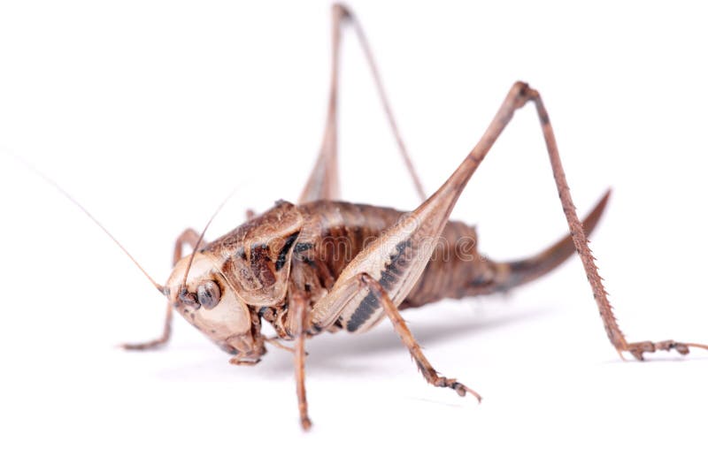 Cricket Beetle stock photo. Image of horned, wild, assimilis 11062634