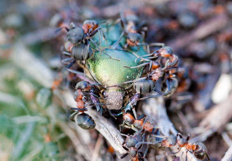 Beetle in the Anthill by Arkady Strugatsky Beetle in the Anthill by Arkady Strugatsky
