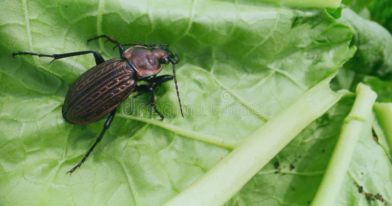 A Beetle with Brown Metallic Armor on a Rhubarb Leaf Stock Footage ...