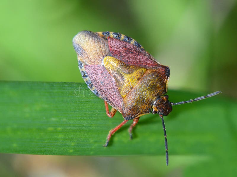 Beetle bug herbal large macro plan stock photos Beetle bug herbal large macro plan stock photos