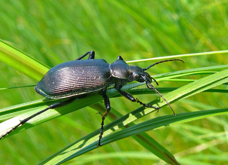 Beetle Carabus 3