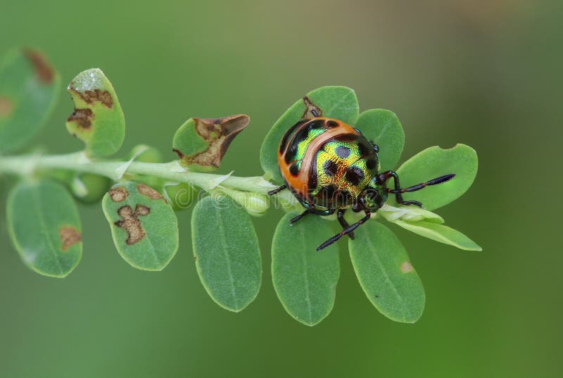 The beetle on green leave and blurred nature background, Green b