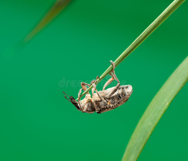 Beetle hanging under grass stock image. Image of otiorrhynchus - 67036059