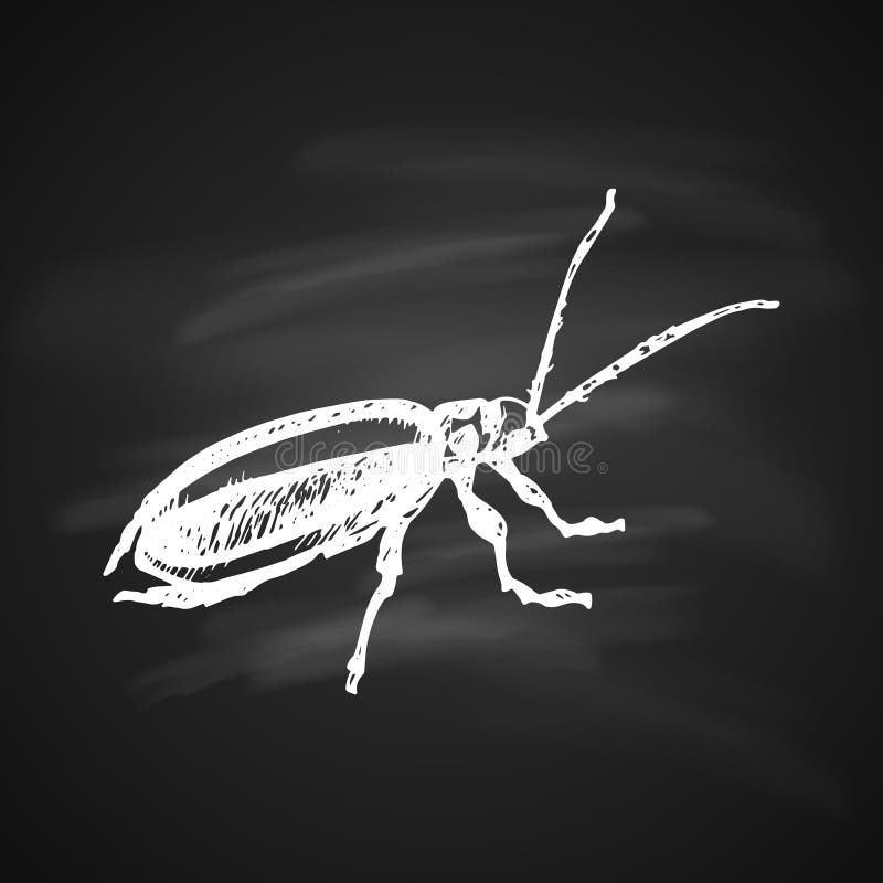 Cucumber Beetle Stock Illustrations 42 Cucumber Beetle Stock