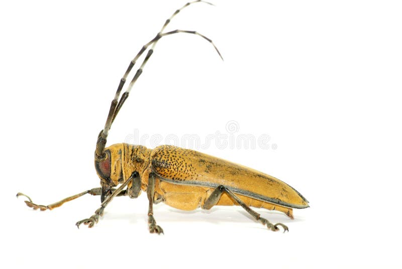 Beetle insect stock image