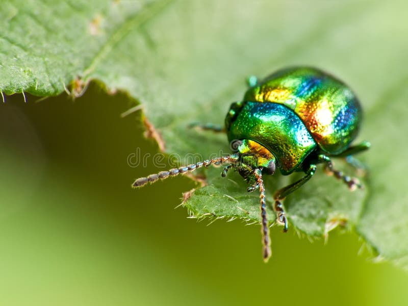 Beetle insect on a leaf stock image