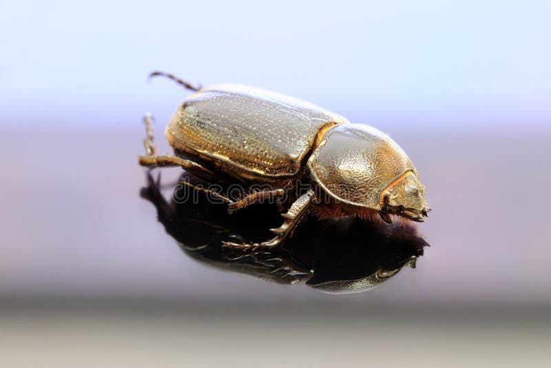 Beetle insect lie on the reflex floor. royalty free stock photo