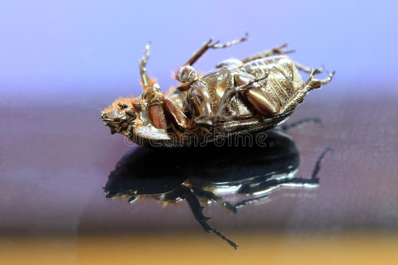 Beetle insect lie supine on the reflex floor. royalty free stock images