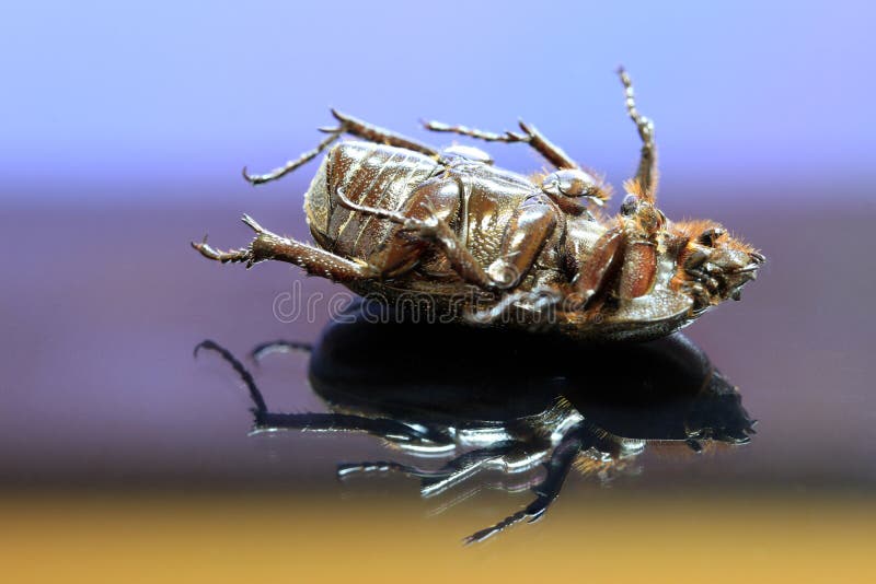 Beetle insect lie supine on the reflex floor. stock image