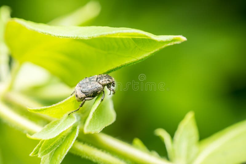 Beetle Insect Macro royalty free stock images