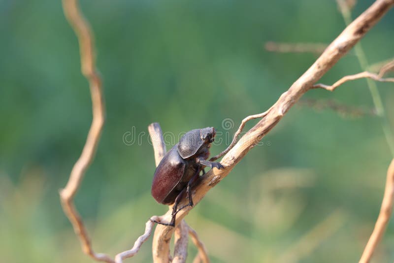 Beetle insect perched on a dry branch with green nature background royalty free stock photo