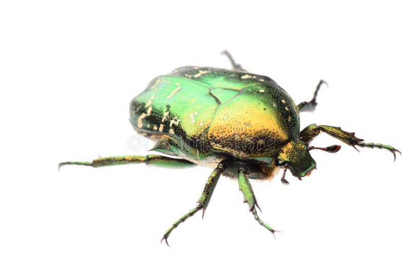 Beetle insect rose chafer isolated stock photo