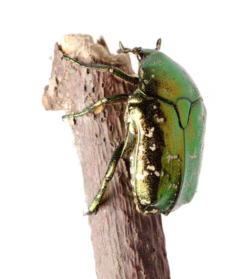 Beetle insect rose chafer isolated stock photography
