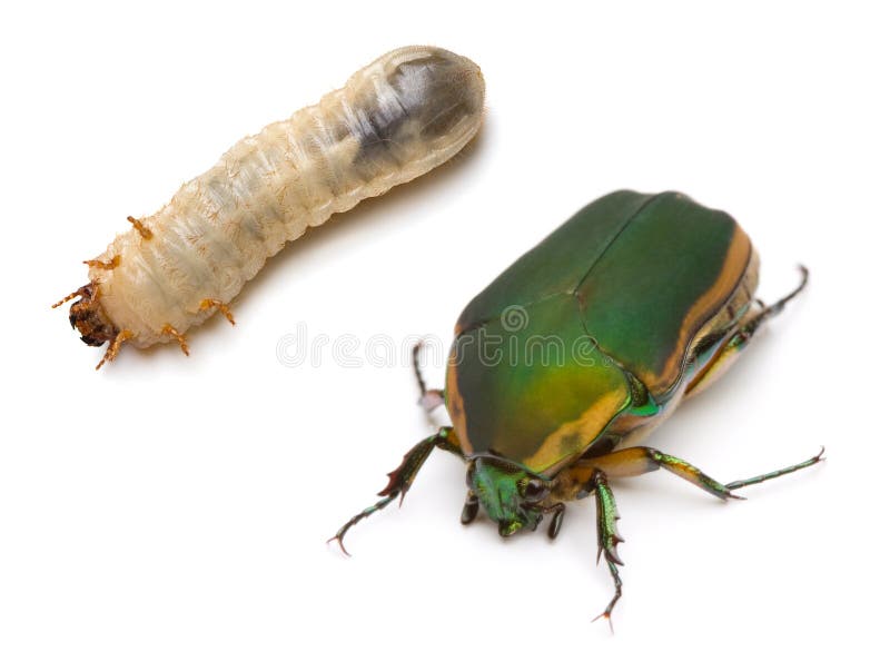 Close-up of Green June Beetle, Cotinis nitida (Linnaeus) with larva. Close-up of Green June Beetle, Cotinis nitida (Linnaeus) with larva.