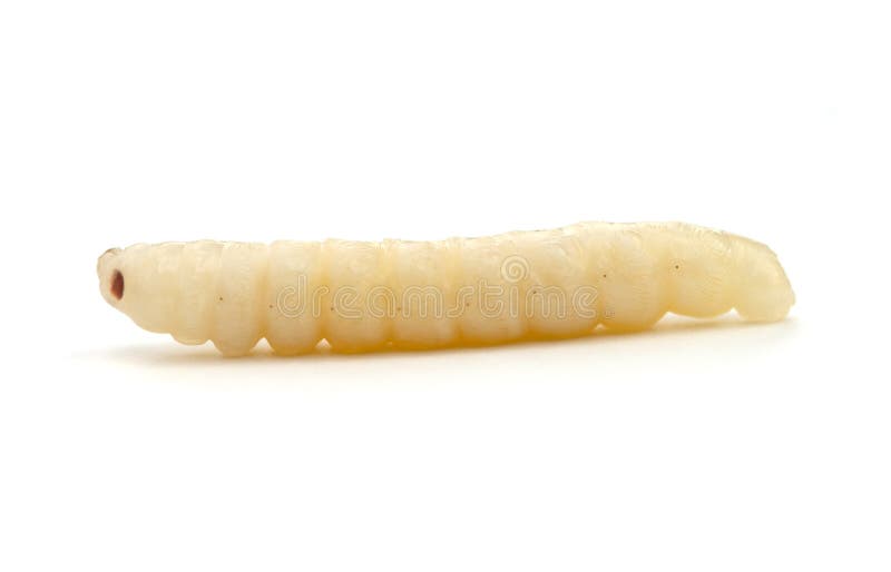 Immature beetle larva found in dead tree on a white background