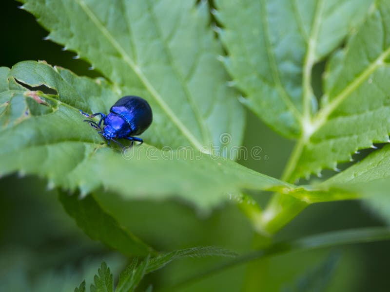 Beetle on leaf