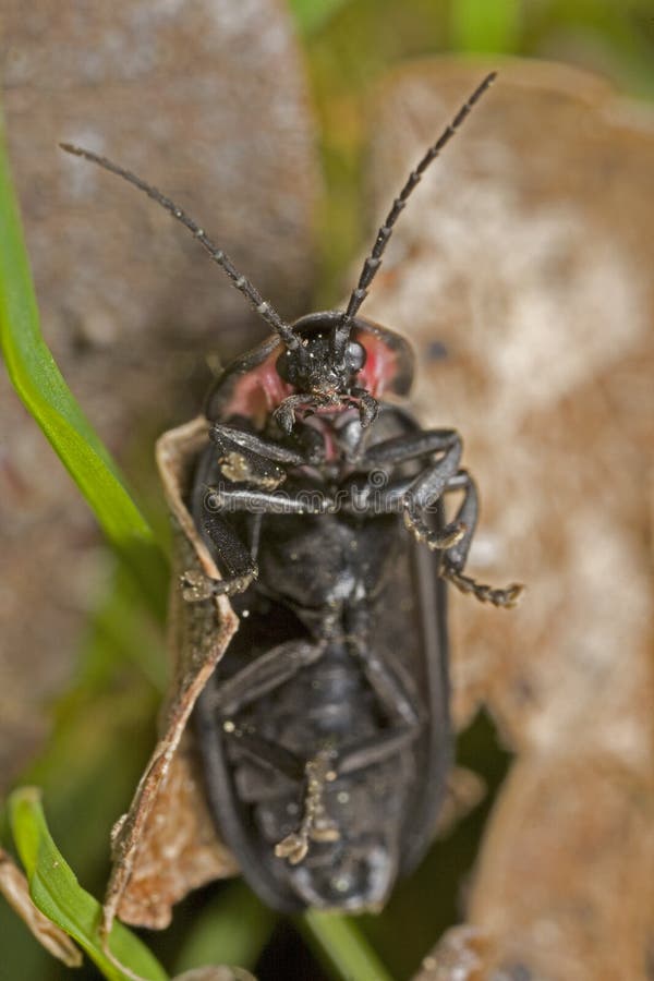 Beetle that looks like an alien overlord