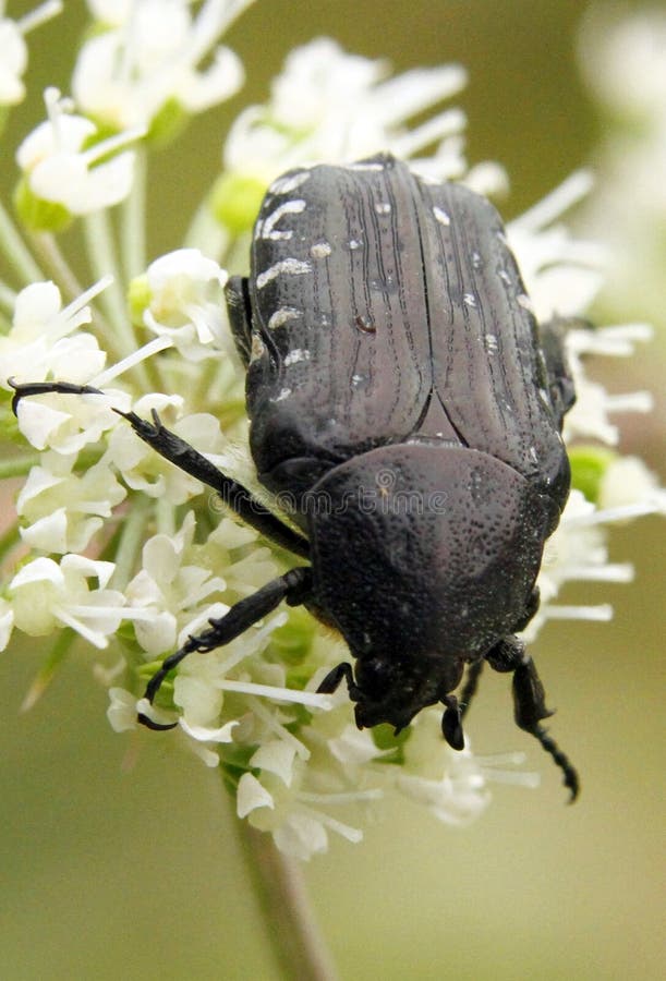 Beetle pollinating stock photo. Image of nature, beetle 50169994