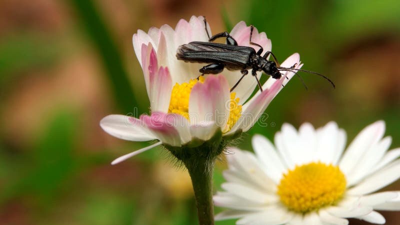 Beetle på vit blomma royaltyfri bild Beetle på vit blomma royaltyfri bild