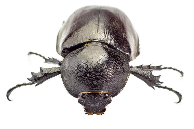 hercules beetle rhinoceros beetle hercules beetle rhinoceros beetle