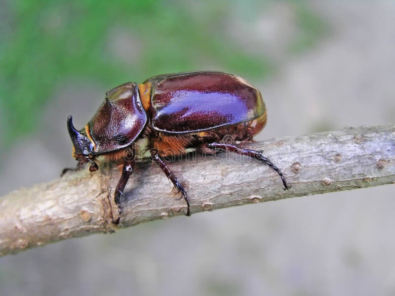 Beetle-rhinoceros (Oryctes nasicornis)