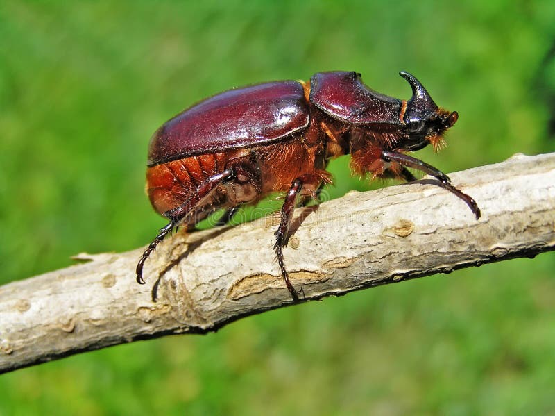 Beetle-rhinoceros (Oryctes nasicornis)