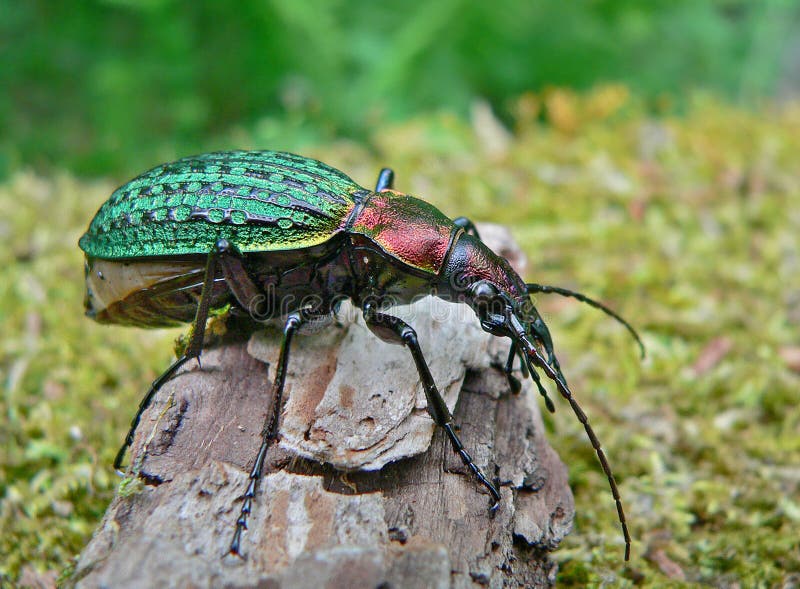 Beetle Schrenck s Carabus