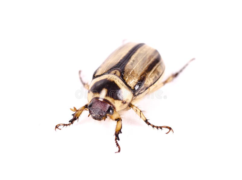 A beetle with stripes stock image. Image of beetle, legs 119495151