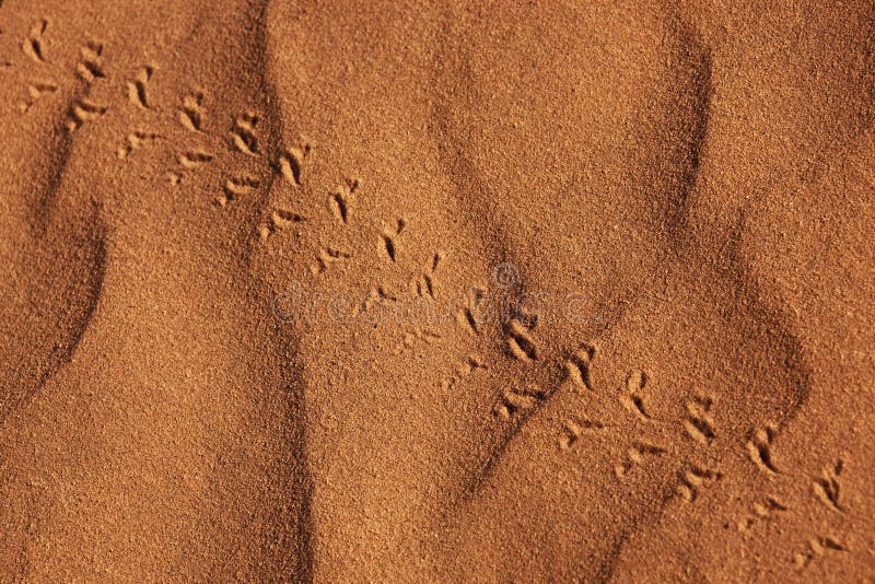 Beetle track in desert sand