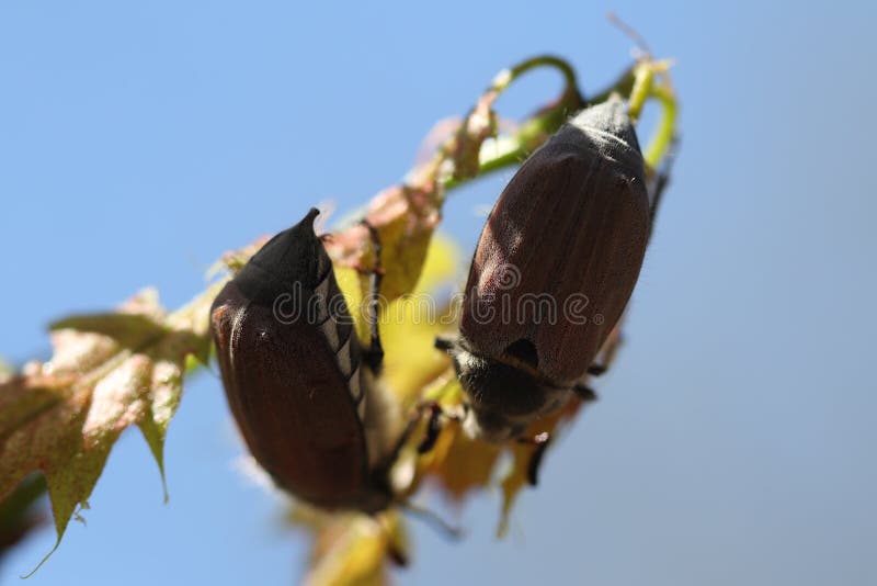 Beetles Eat the Leaves of the Trees. Stock Image Image of nature