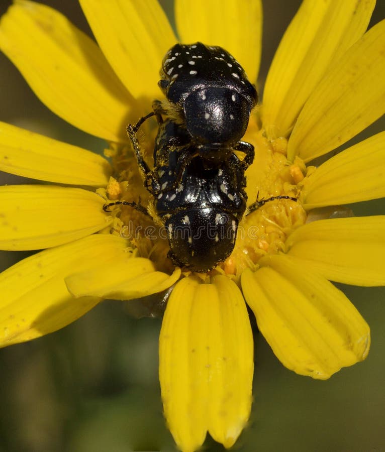 Beetles in a Flower Chrysanthemum Stock Photo Image of beetles