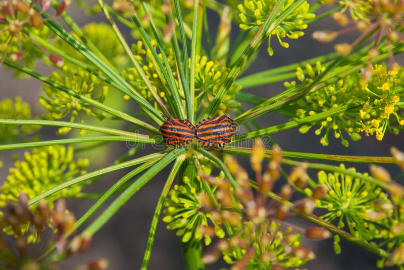 Two striped Beetles on blooming plant.