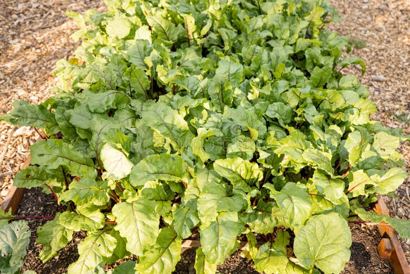 Beetroot Growing in Vegetable Bed at Home Garden, Stock Photo Image