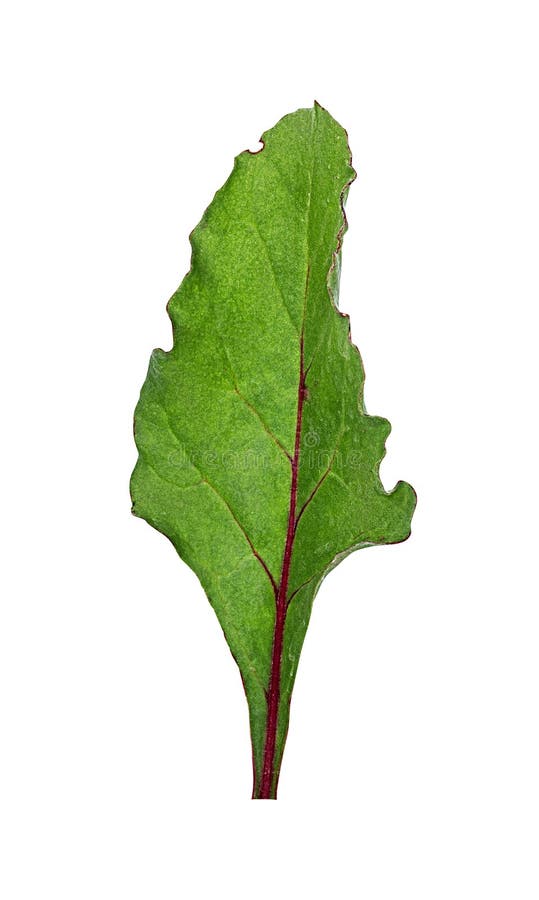 Beetroot leaves isolated stock image. Image of green 125888645