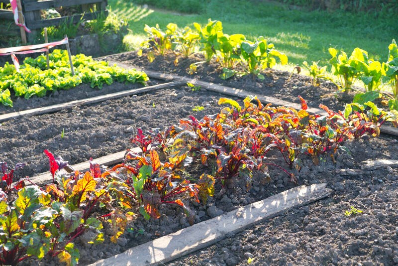 Beetroot Plants on a Vegetable Garden Ground Stock Image Image of