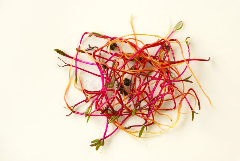 Beetroot seeds stock photo. Image of healthy, beginning 8048448