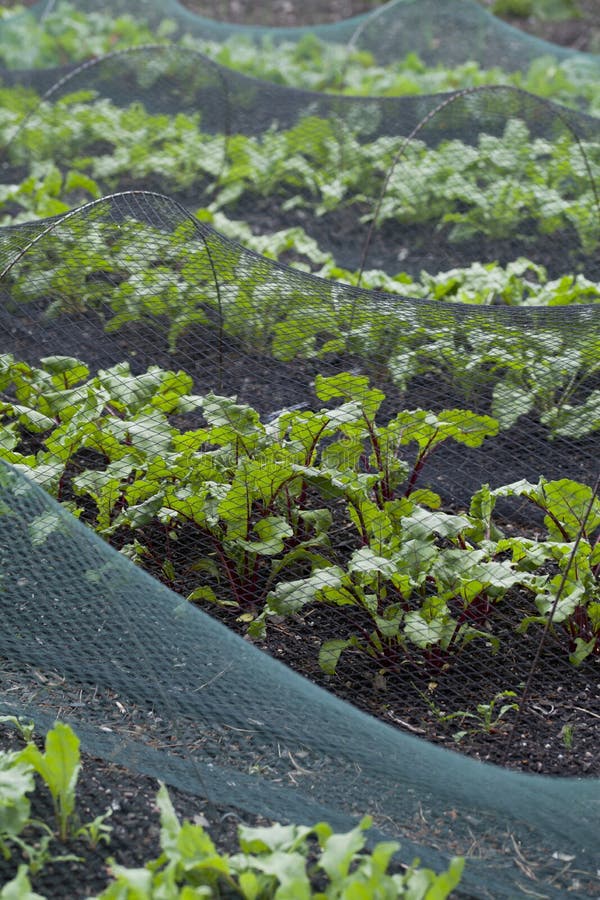 Beetroot and Swiss Chard plants growin in the vegetable farm under the plastic net which is protecting from many pests. Beetroot and Swiss Chard plants growin in the vegetable farm under the plastic net which is protecting from many pests