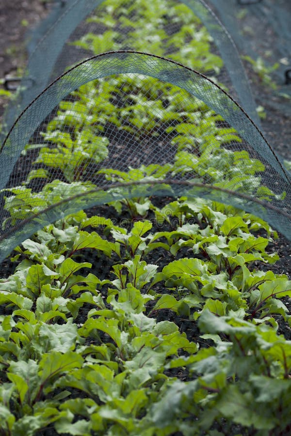 Beetroot and Swiss Chard plants growin in the vegetable farm under the plastic net which is protecting from many pests. Beetroot and Swiss Chard plants growin in the vegetable farm under the plastic net which is protecting from many pests