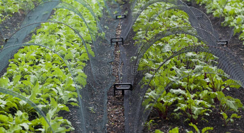 Beetroot and Swiss Chard plants growin in the vegetable farm under the plastic net which is protecting from many pests. Beetroot and Swiss Chard plants growin in the vegetable farm under the plastic net which is protecting from many pests