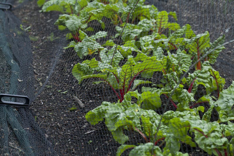 Beetroot and Swiss Chard plants growin in the vegetable farm under the plastic net which is protecting from many pests. Beetroot and Swiss Chard plants growin in the vegetable farm under the plastic net which is protecting from many pests