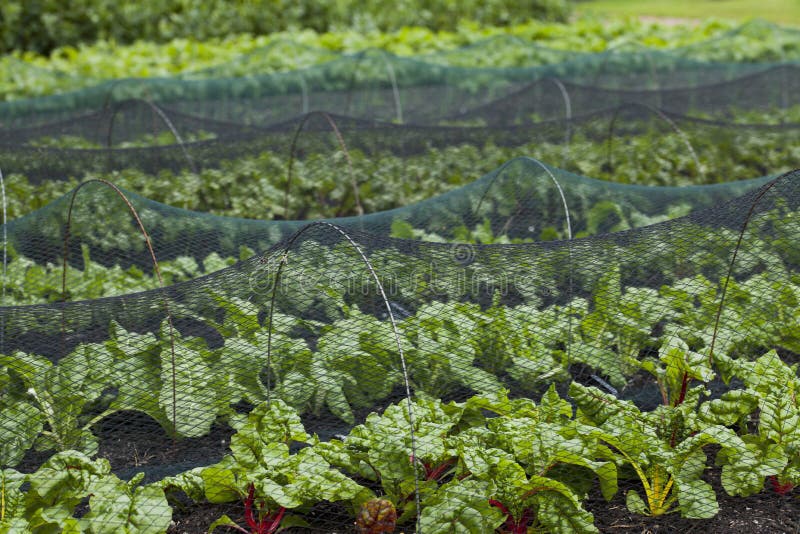 Beetroot and Swiss Chard plants growin in the vegetable farm under the plastic net which is protecting from many pests. Beetroot and Swiss Chard plants growin in the vegetable farm under the plastic net which is protecting from many pests