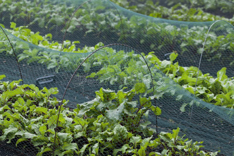 Beetroot and Swiss Chard plants growin in the vegetable farm under the plastic net which is protecting from many pests. Beetroot and Swiss Chard plants growin in the vegetable farm under the plastic net which is protecting from many pests