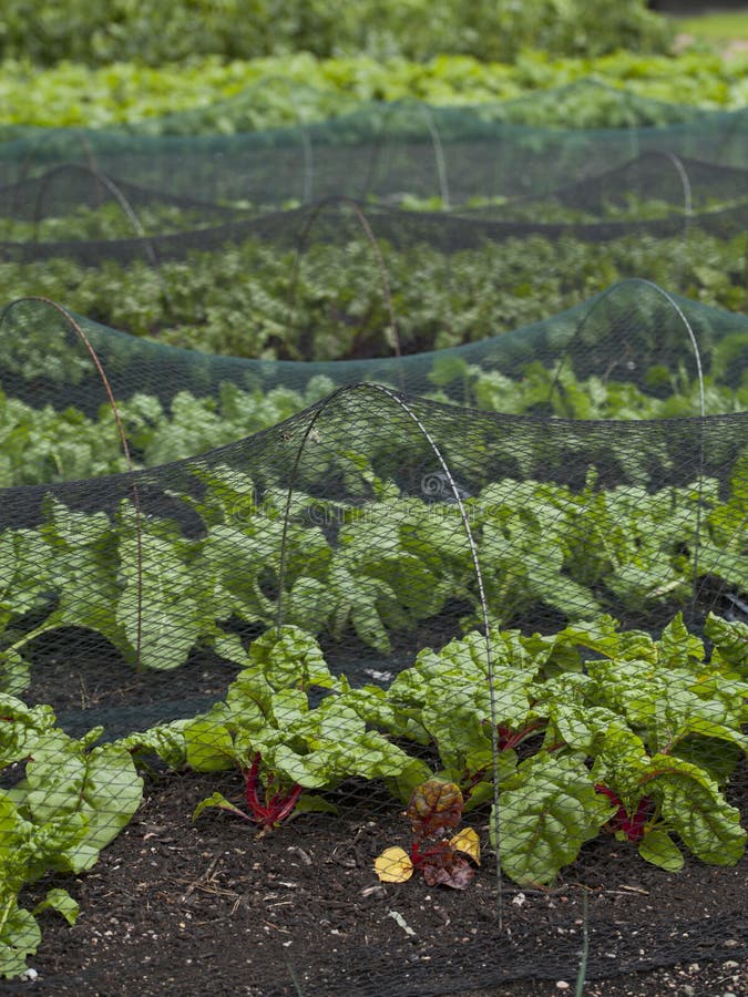 Beetroot and Swiss Chard plants growin in the vegetable farm under the plastic net which is protecting from many pests. Beetroot and Swiss Chard plants growin in the vegetable farm under the plastic net which is protecting from many pests