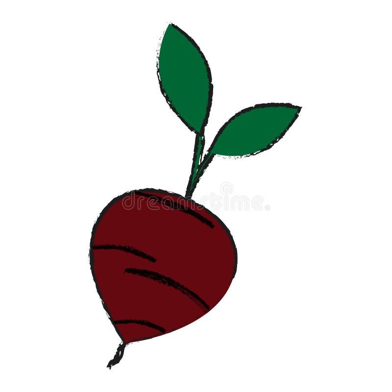 beetroot vegetable icon stock illustration beetroot vegetable icon stock illustration