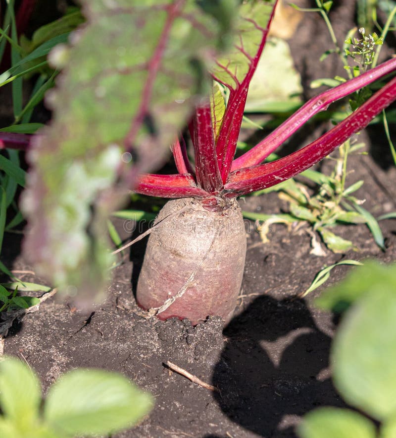 Beets on the Ground in a Vegetable Garden in Summer. Stock Photo Image of organic, beetroot